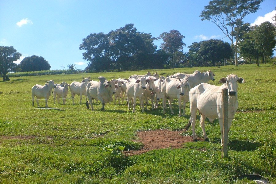 Gado nelore em pasto